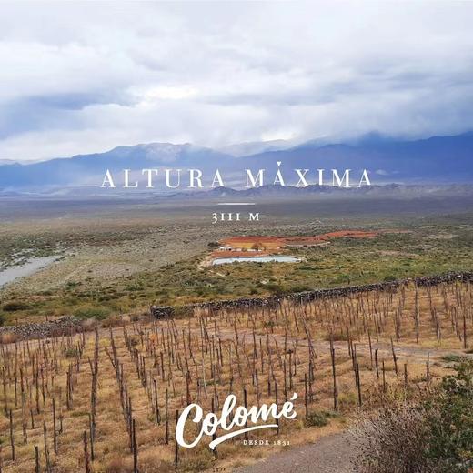 【Colomé】佳乐美世界之巅长相思干白 高分酒 来自全球海拔醉 高的阿根廷3111米葡萄园 少量出口中国配额  彰显品质与攀登高峰的决心和精神 年份随机发货 偏远地区不发或联系客服 商品图8