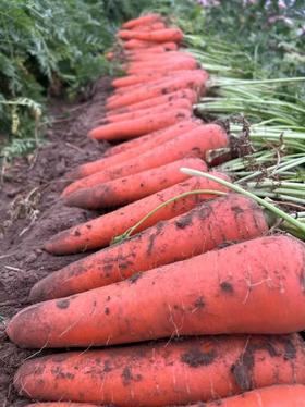 [专业种子] “阿卡伊”胡萝卜种子