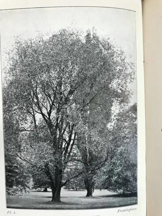 1904年 路边与林地树木指南 127幅插图 漆布精装64开 商品图2