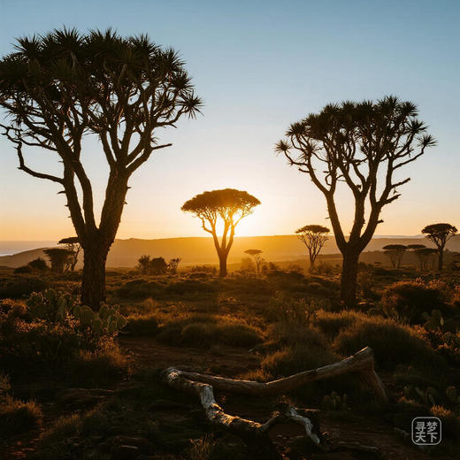 当地球遇见外星 | 也门索科特拉岛龙血树森林・沙漠玫瑰 10 天+迪拜12天摄影秘境之旅 商品图0