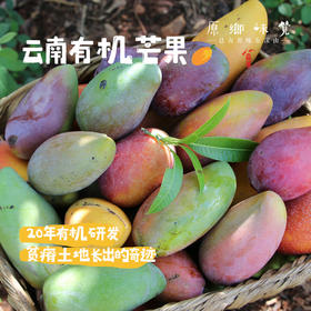 云南干热河谷有机芒果（基地直发-顺丰快递）| 现发小贵妃芒果，来自云南楚雄生产者：庄代康【合作生产，公平贸易】