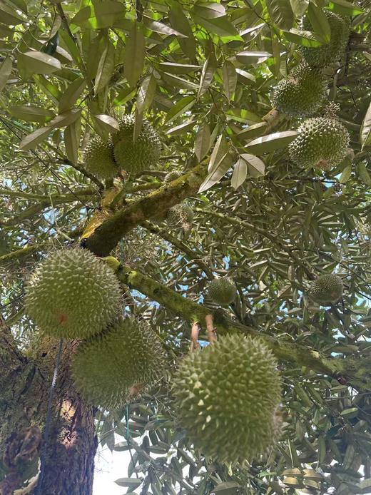 【鲜果直发】正宗马来西亚黑刺/猫山王榴莲，原产地直发顺丰包邮，黄油般的丝滑，持久回甘，甜而不腻 商品图5