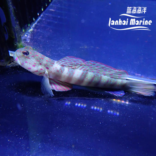 粉点虾虎 商品图1