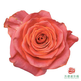 嘉荷单头-炽橙 10枝一扎