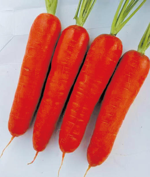 [专业种子] “喜丰741”胡萝卜种子 商品图0