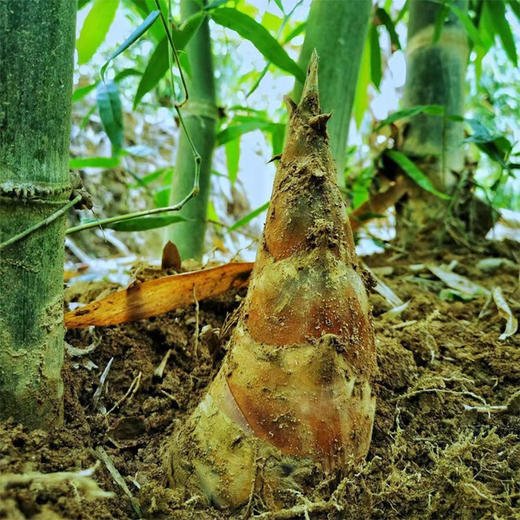 云南有机新鲜龙竹甜笋 净重4斤装 鲜嫩脆甜 可以生吃的新鲜甜笋！ 商品图8