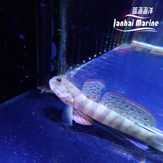 粉点虾虎 商品图6