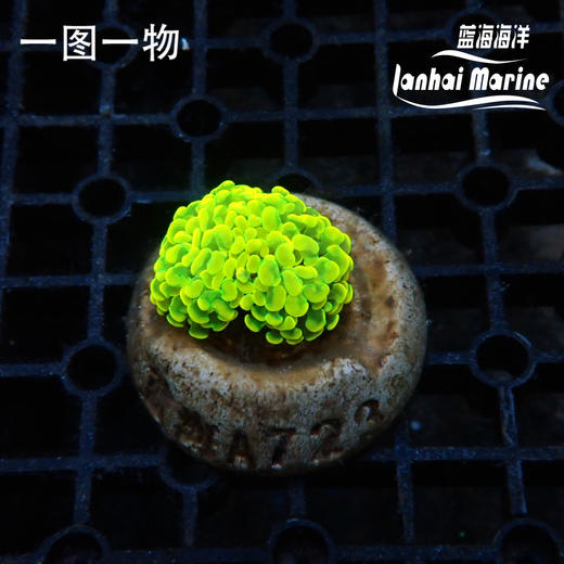 幻彩金分枝榔头 商品图2