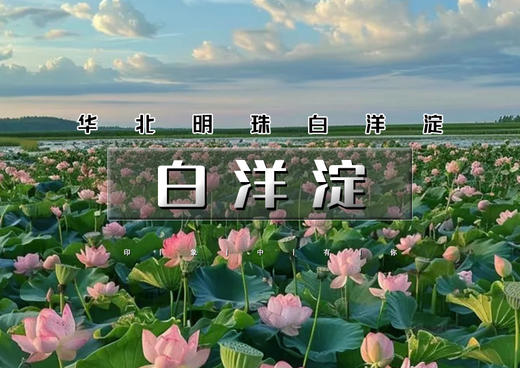 1日｜白洋淀｜荷花仙境の十里环园路-百顷荷花塘-千丈赏花桥-万米船航道 商品图0