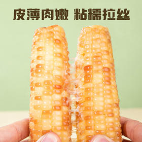 云南滇园香糯小玉米 2KG