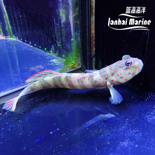 粉点虾虎 商品图5