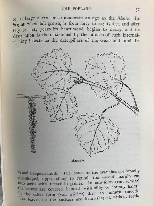 1904年 路边与林地树木指南 127幅插图 漆布精装64开 商品图6