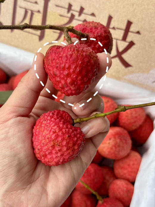 顺丰包邮到家，夏天和好吃的荔枝约个会
麻垌情人荔按时期上架开团🔛
荔枝控们的最爱
只选老树果，果大肉多，超多汁水，Q弹鲜甜，荔枝味浓郁，恰到好处的甜蜜滋味，超级满足，人间惬意呀！！2.8斤/箱 商品图1