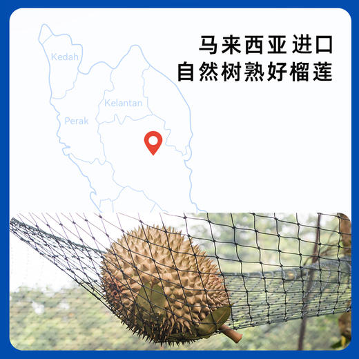 市舶士 D200黑刺榴莲冷冻果肉 3D锁鲜 所见即所得 商品图6