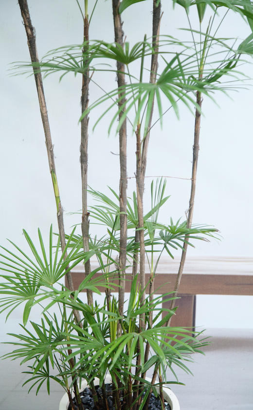 落地金山棕 商品图2