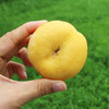 平谷黄油蟠桃礼盒  新鲜采摘  脆甜多汁  桃味浓郁  应季尝鲜 商品缩略图2