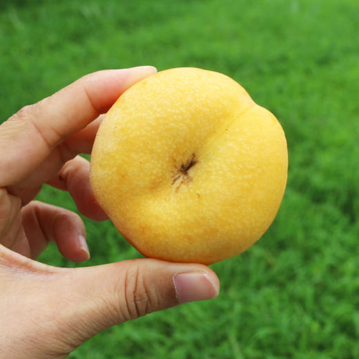 平谷黄油蟠桃礼盒  新鲜采摘  脆甜多汁  桃味浓郁  应季尝鲜 商品图2