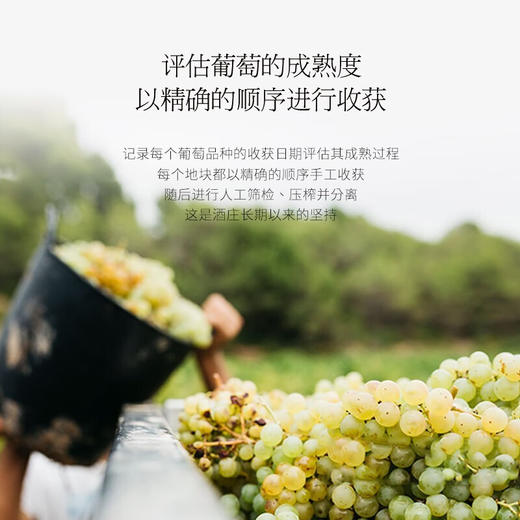 【四代传承 ▏传统香槟法】菲特瓦威格罗特起泡酒 南法特色白气泡 11%vol 商品图2