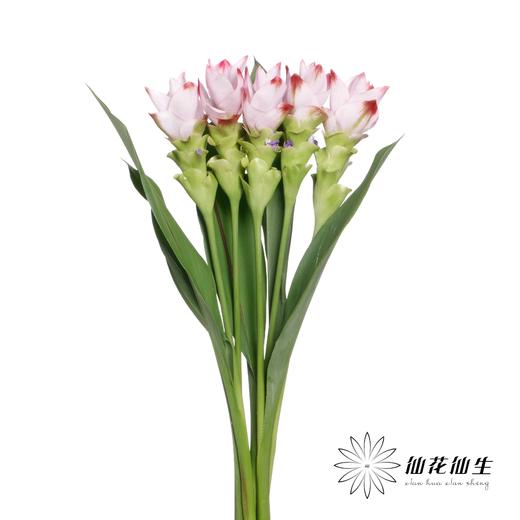 配花 | 姜荷花粉色 商品图2