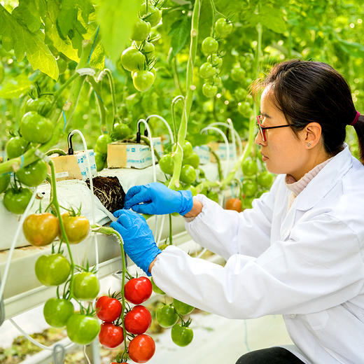 暑期搭档 有机蔬菜礼盒 4斤装（原价78元，限时折扣） 商品图1