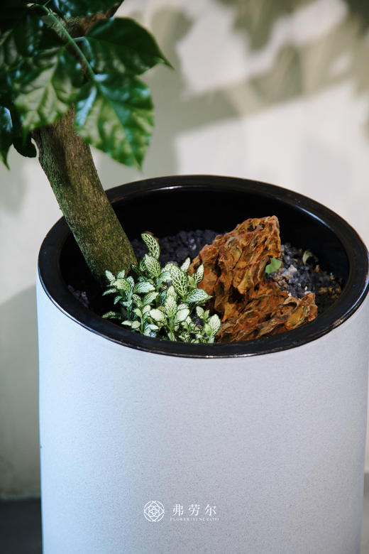 造型绿宝 商品图1