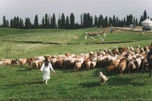 新疆阿勒泰定制 7天6晚 （2025.8.15-8.21） 商品图1