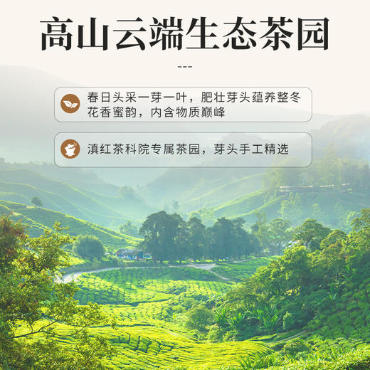 凤牌滇红琥珀金针礼盒120g 内含4盒锁鲜正宗滇红夜宴图系列 商品图4