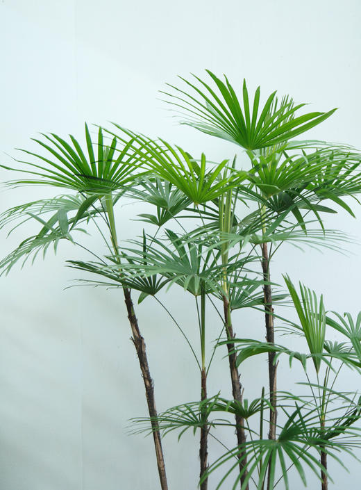 落地金山棕 商品图1