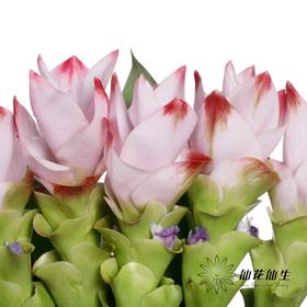 配花 | 姜荷花粉色