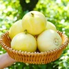 山东小蜜罐甜瓜【29元购】丨食之脆味之甜 香甜流蜜 商品缩略图0
