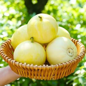 山东小蜜罐甜瓜【29元购】丨食之脆味之甜 香甜流蜜