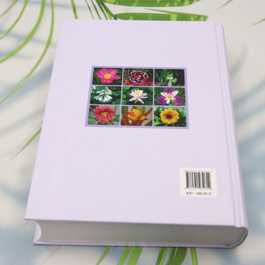 中国宿根花卉 &3261 商品图4