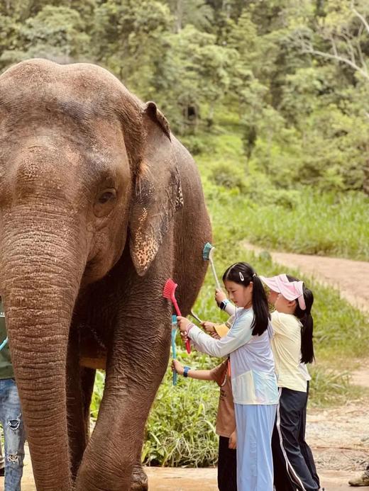 西双版纳6天亲子营（2025夏令营） 商品图6