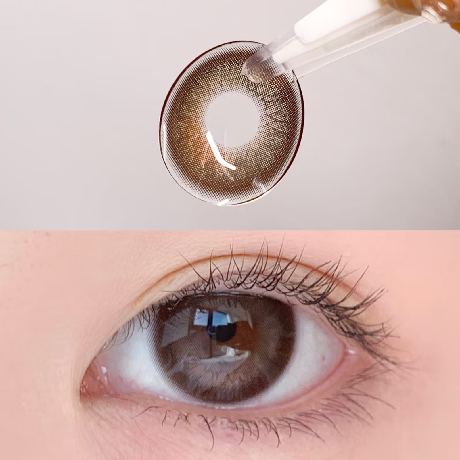 Toast Nomi 半年抛 炭烤乌龙 / 桥本奈奈（咖棕14.2-14.5mm 最高 800度）