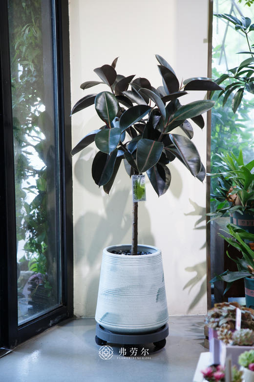 落地黑金刚 商品图0