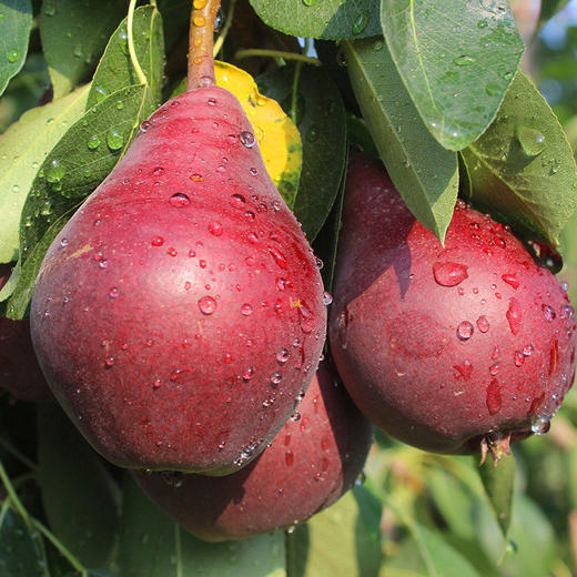 【陕西红啤梨】色泽鲜红、形如葫芦、核小无渣、甜蜜多汁、可以吸得梨子 商品图1