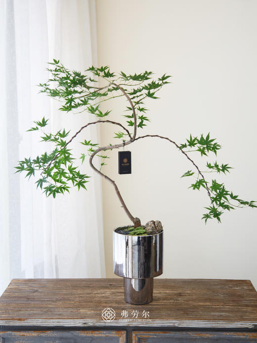 镀金银流泉枫 商品图0