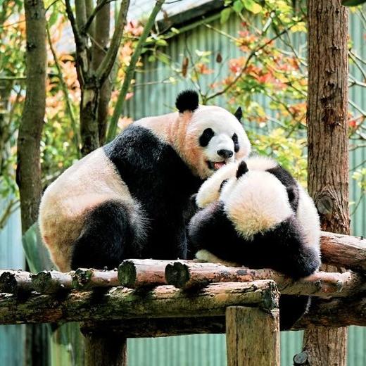 四川蜀都三星堆考古5天亲子营（2025夏令营） 商品图6