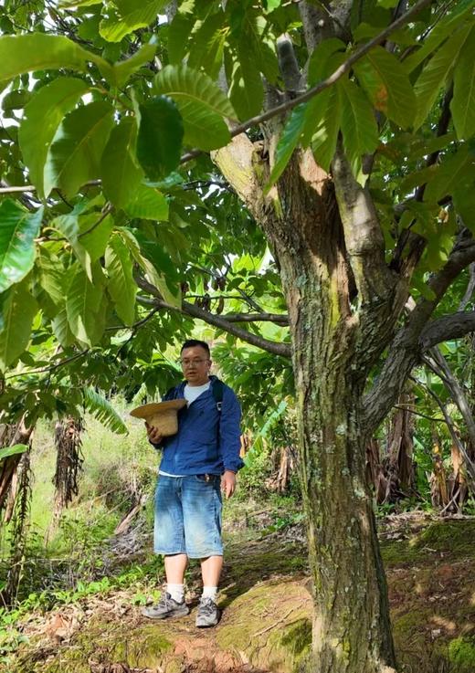 【大凉山野生老树桑葚干】自然晒干·0农药无添加丨蚕农古法种植丨花青素爆表丨泡茶泡酒养生佳品 商品图2
