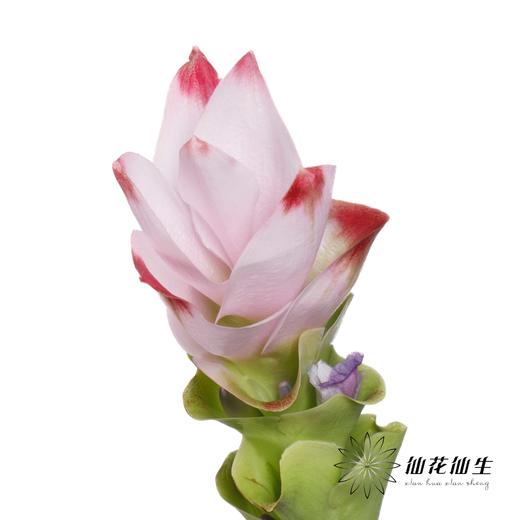 配花 | 姜荷花粉色 商品图1