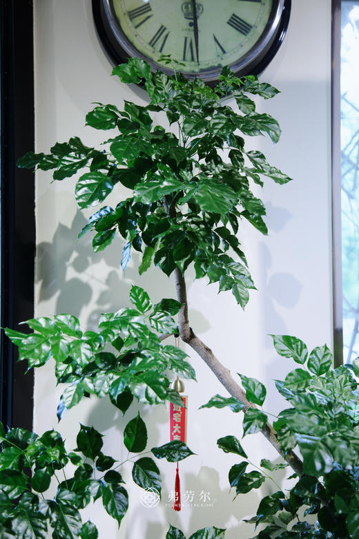 造型绿宝 商品图2