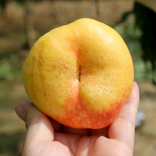 平谷黄油蟠桃礼盒  新鲜采摘  脆甜多汁  桃味浓郁  应季尝鲜 商品图5