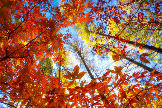 10.8确定出发【北国秋色】内蒙古代钦塔拉•乌旦塔拉五角枫•奈曼旗沙漠•红海滩•本溪老边沟•丹东天桥沟•鸭绿江河口12天 商品图10