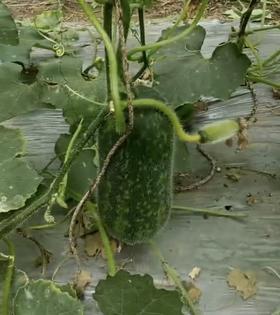 【3-4斤左右/枚】后院有机头冬瓜49.9元2枚起。现摘现发，单个3-4斤以上