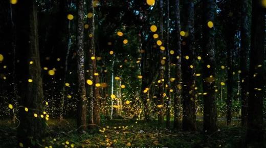 西双版纳6天亲子营（2025夏令营） 商品图4