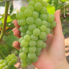 新鲜水果 郧阳万家坪寒香蜜葡萄  2斤装