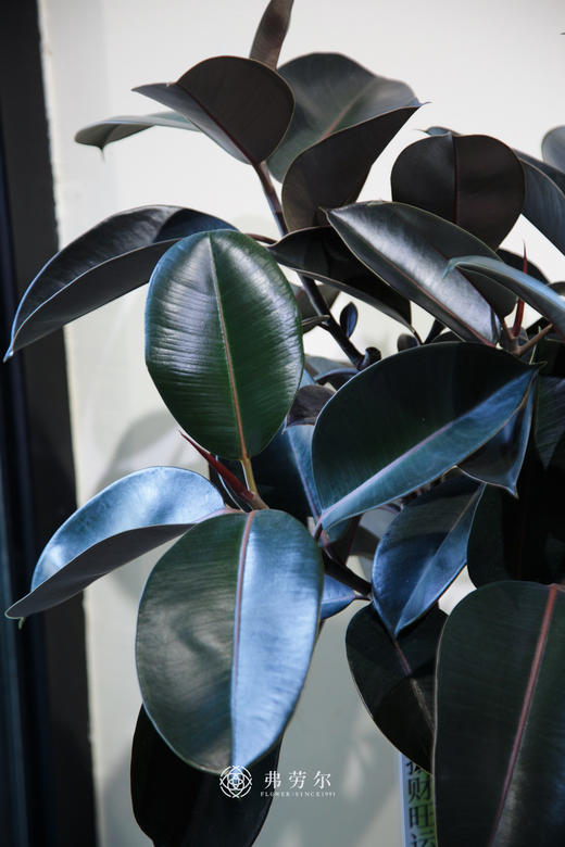 落地黑金刚 商品图1