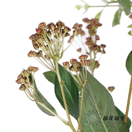 配果 | 美洲茶果 商品图3