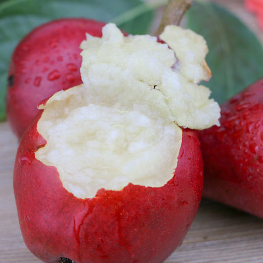 【陕西红啤梨】色泽鲜红、形如葫芦、核小无渣、甜蜜多汁、可以吸得梨子 商品图3