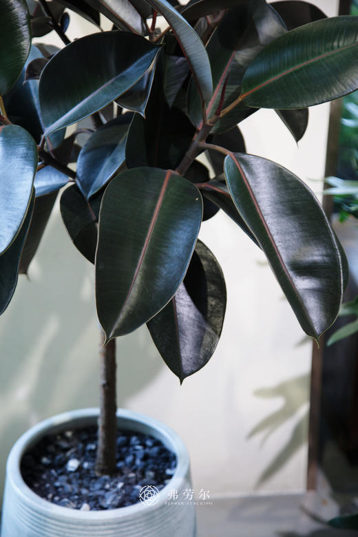 落地黑金刚 商品图2